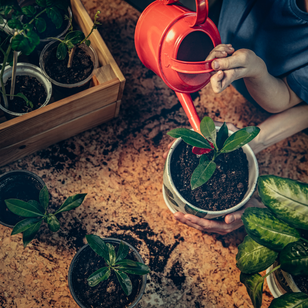 Plants & Pots