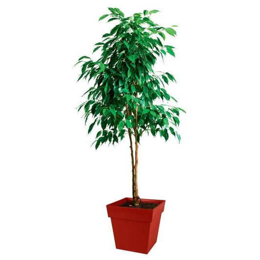 EDA Tuscany square flower pot - 39 x 39 x H 39 cm - 38 L - Ruby red