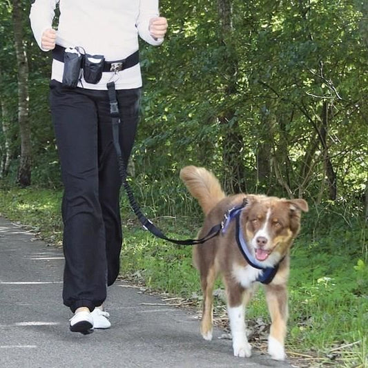 Ventral belt with leash