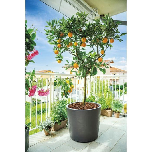 Flower pot Vase - DEROMA - Millennium R - Anthracite - With water reserve - Casters - 59 cm