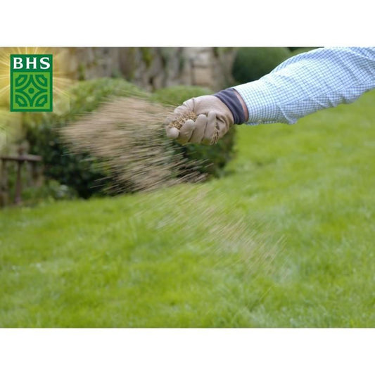 BHS English Turf - 1kg for Premium Gardens