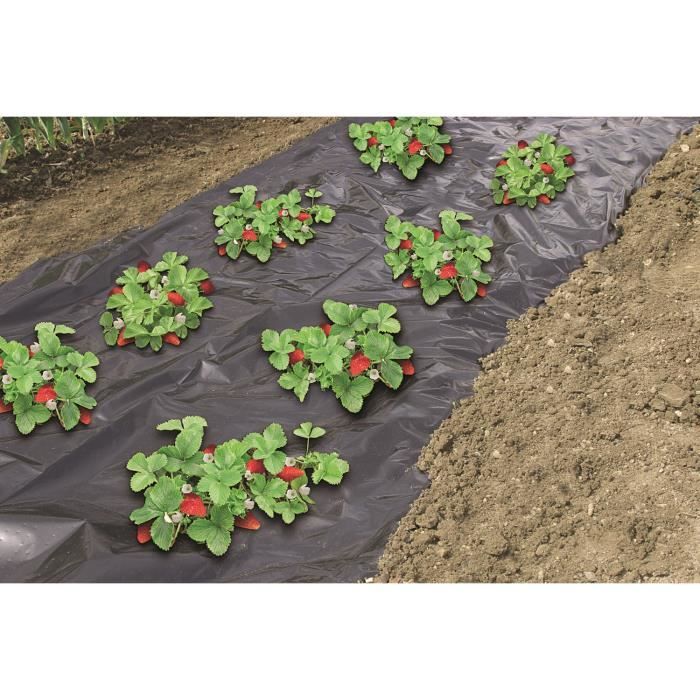 Special strawberry mulch film - 1,40x10m