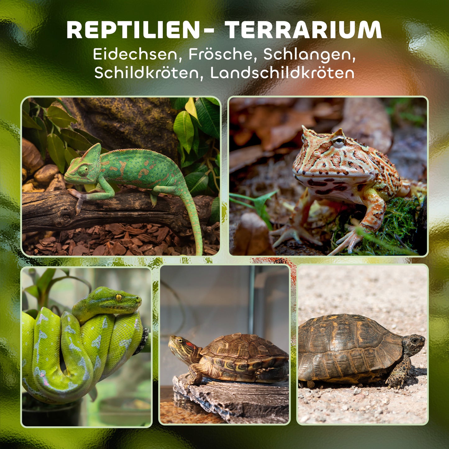 PawHut Glas-Terrarium für Reptilien, erhöhter &amp; wasserdichter Boden, Knopfschloss