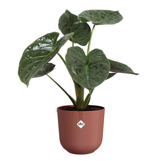 Flower pot - Elho - Jazz Round - Red - L 35 x W 34.5 x H 32 cm - Indoor - 100% recycled