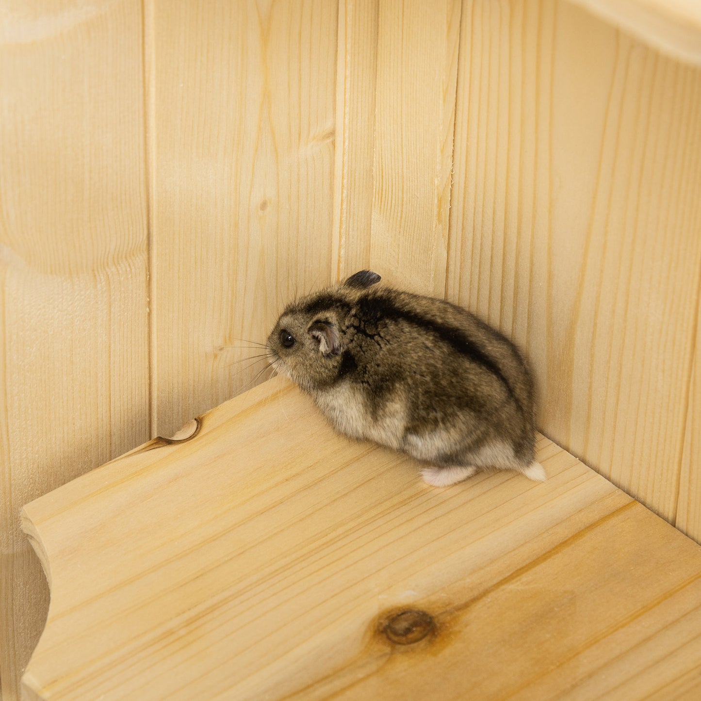 PawHut Hamsterkäfig aus Holz 5 Etagen Nagarium Nagerkäfig Kleintierkäfig mit Gitterdach Rampen, Holzkäfig Mäusekäfig groß Käfig für Hamster Zwerghamster 60 x 40 x 120 cm Naturholz