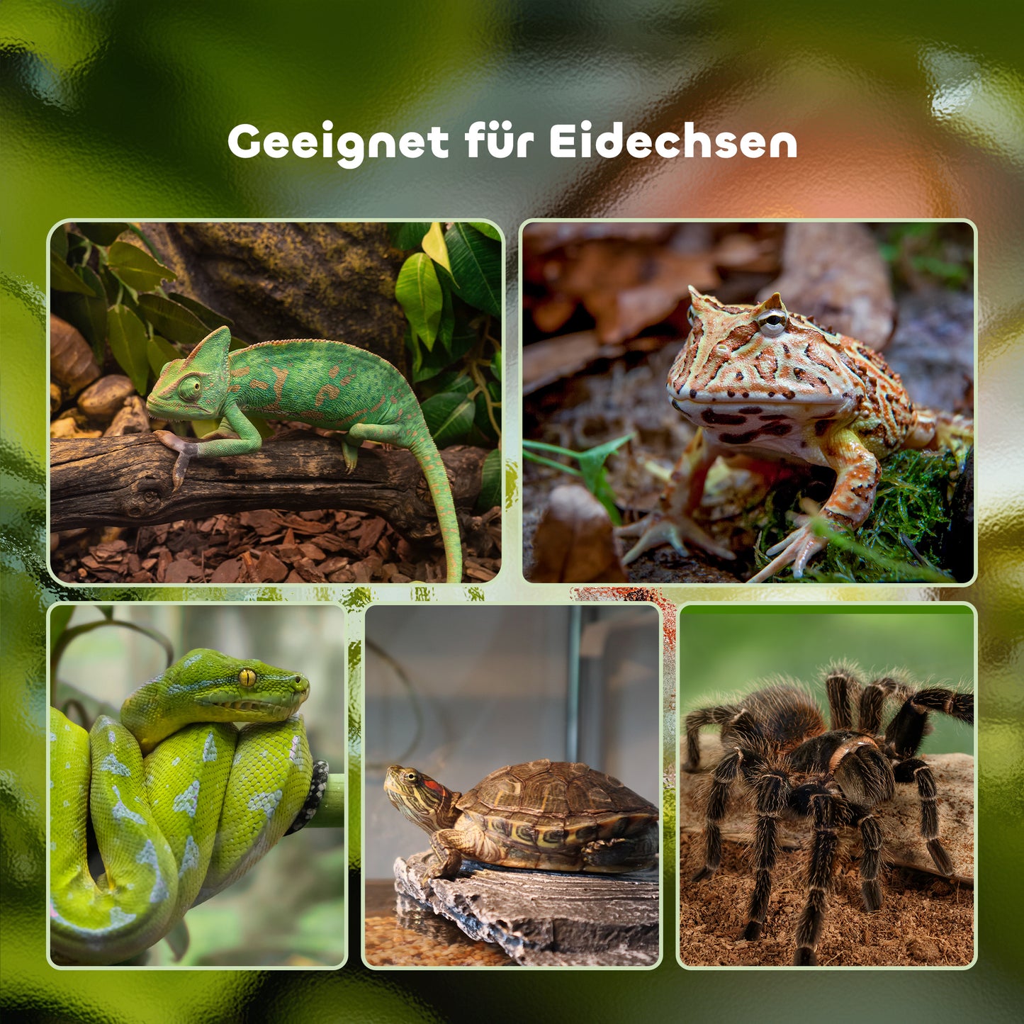 PawHut Terrarium für Reptilien Reptile Fütterungsbox Glasterrarium Amphibien Spinnentiere mit Termometer Reptiliensuchtbox Metall Schwarz 50 x 30 x 35 cm