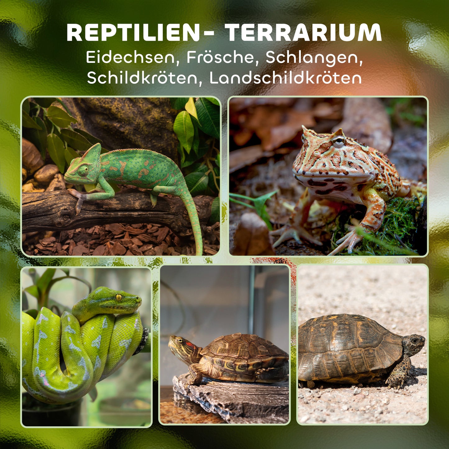 PawHut Glas-Terrarium für Reptilien, erhöhter &amp; wasserdichter Boden, Knopfschloss